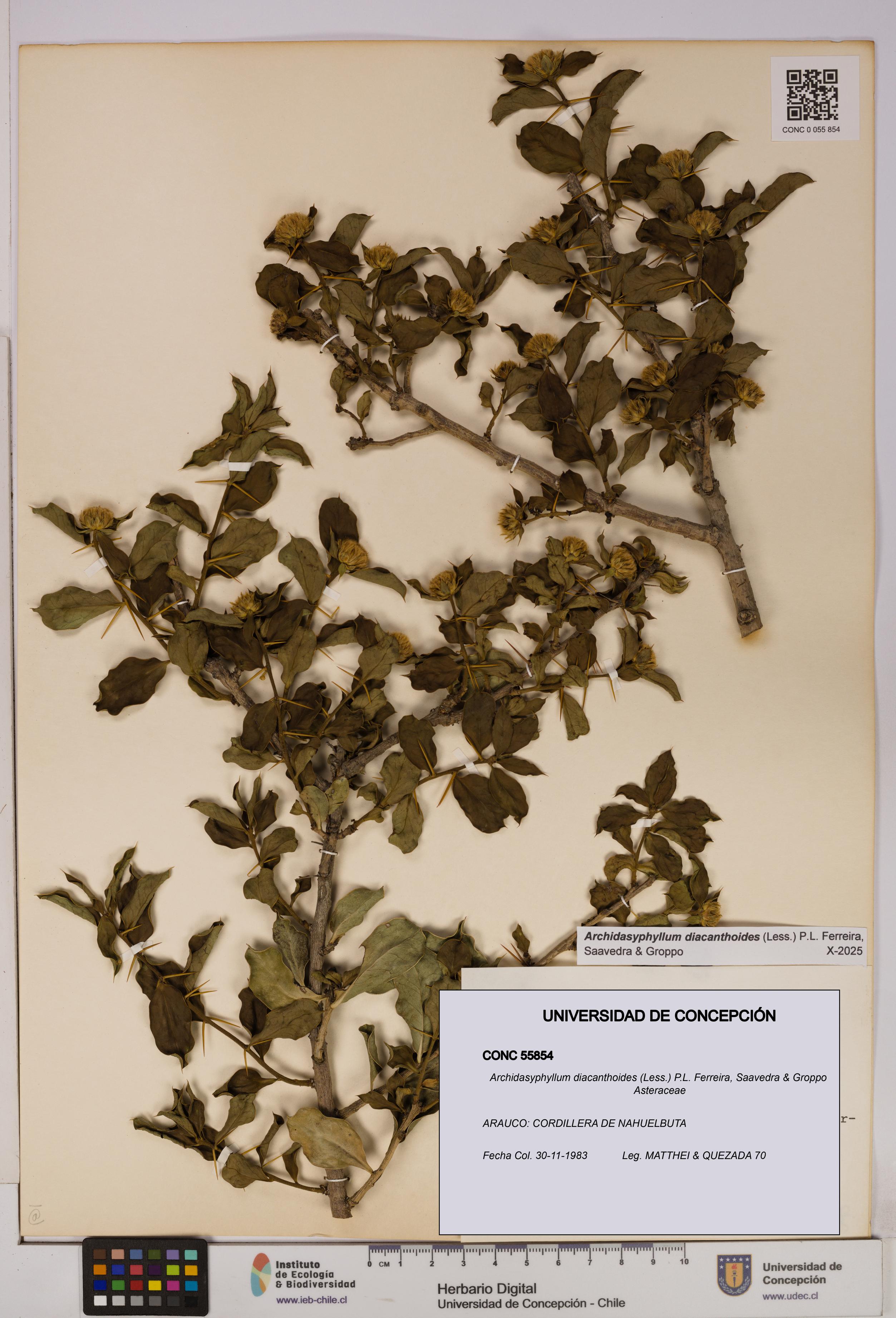 Archidasyphyllum diacanthoides [Espécimen: UDEC:CONC:0055854]