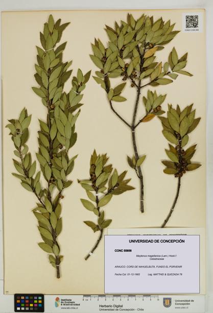 Maytenus magellanica [Espécimen: UDEC:CONC:0055856]