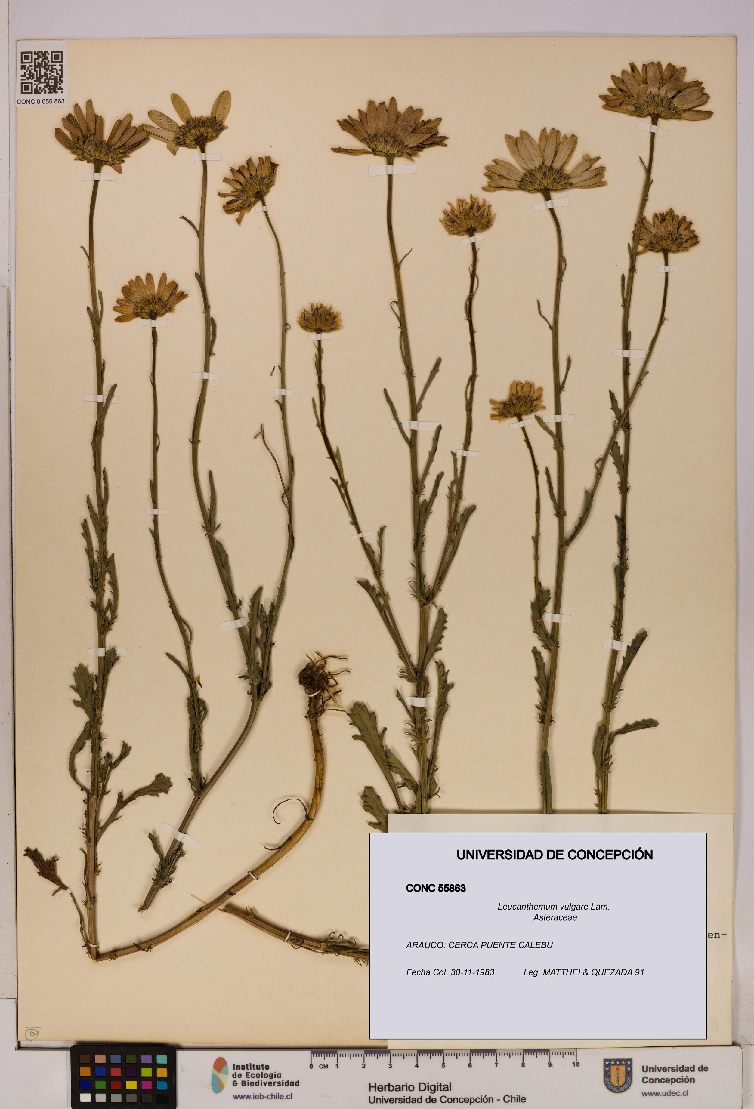 Leucanthemum vulgare [Espécimen: UDEC:CONC:0055863]