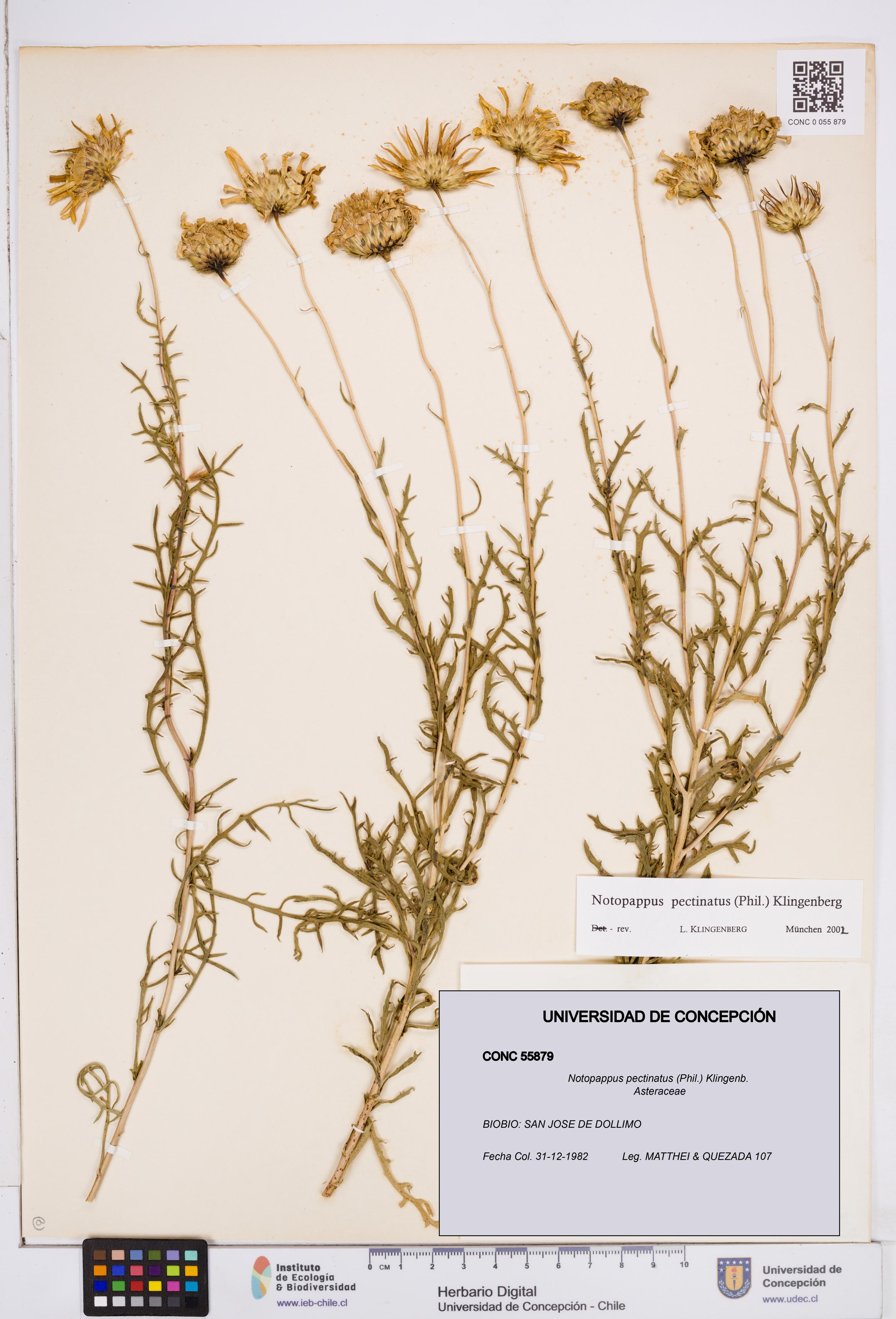 Notopappus pectinatus [Espécimen: ]