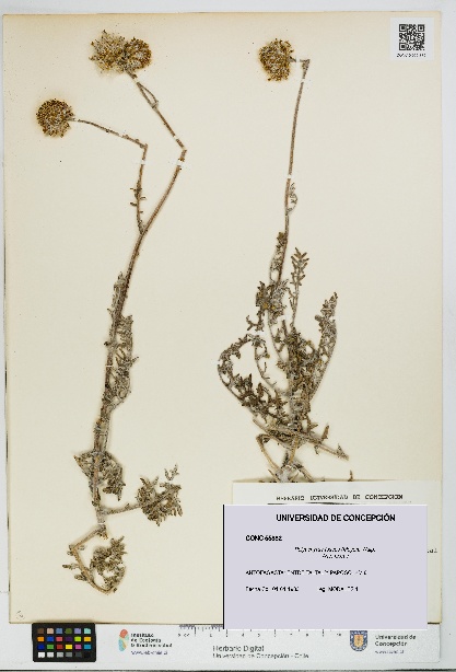 Polyachyrus fuscus [Espécimen: UDEC:CONC:0055882]