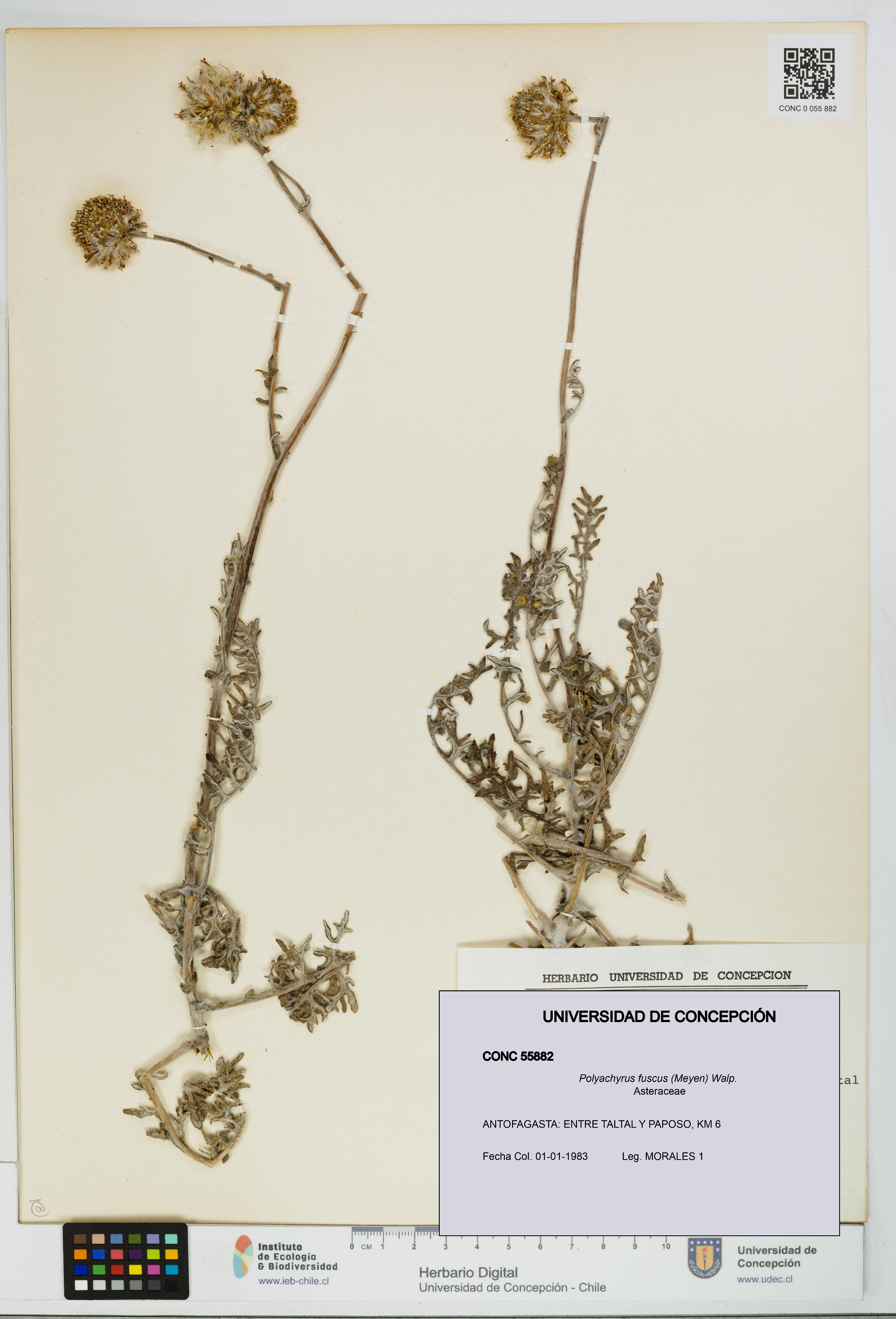 Polyachyrus fuscus [Espécimen: UDEC:CONC:0055882]