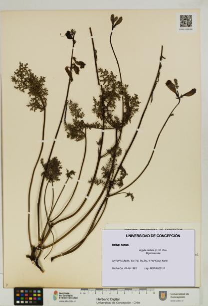 Argylia radiata [Espécimen: UDEC:CONC:0055890]
