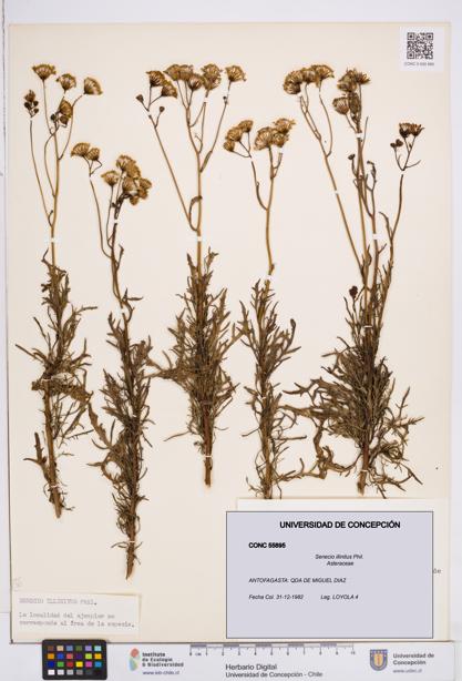 Senecio illinitus [Espécimen: ]