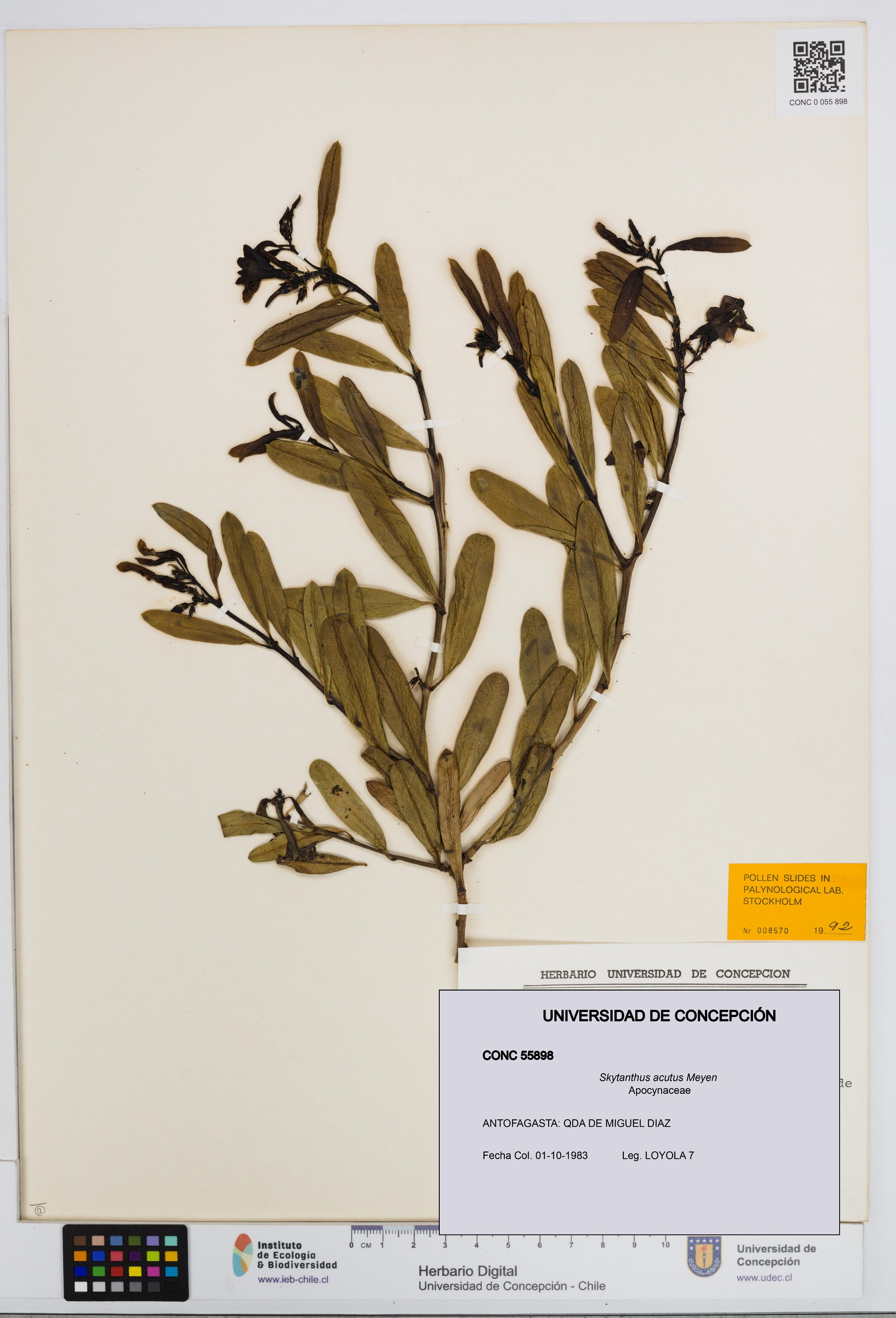 Skytanthus acutus [Espécimen: UDEC:CONC:0055898]