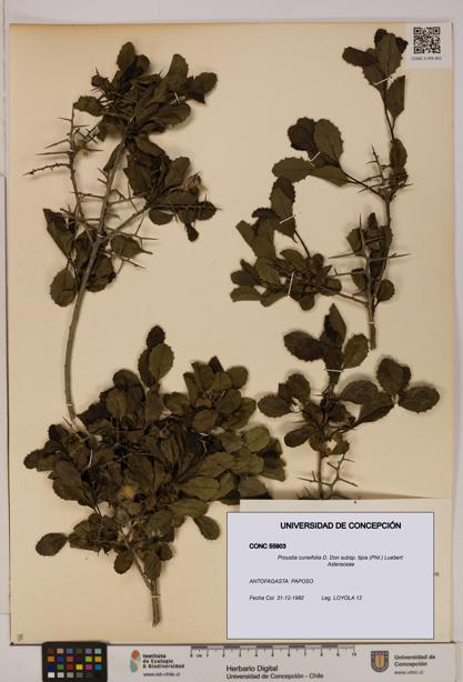 Proustia cuneifolia [Espécimen: UDEC:CONC:0055903]