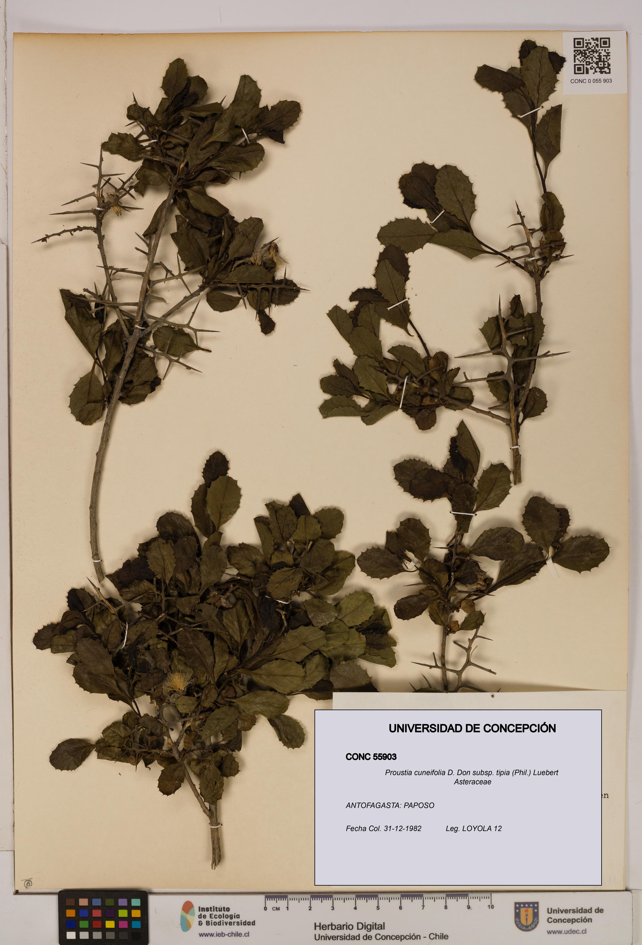 Proustia cuneifolia [Espécimen: UDEC:CONC:0055903]