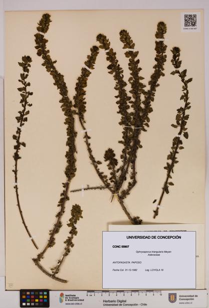 Ophryosporus triangularis [Espécimen: UDEC:CONC:0055907]