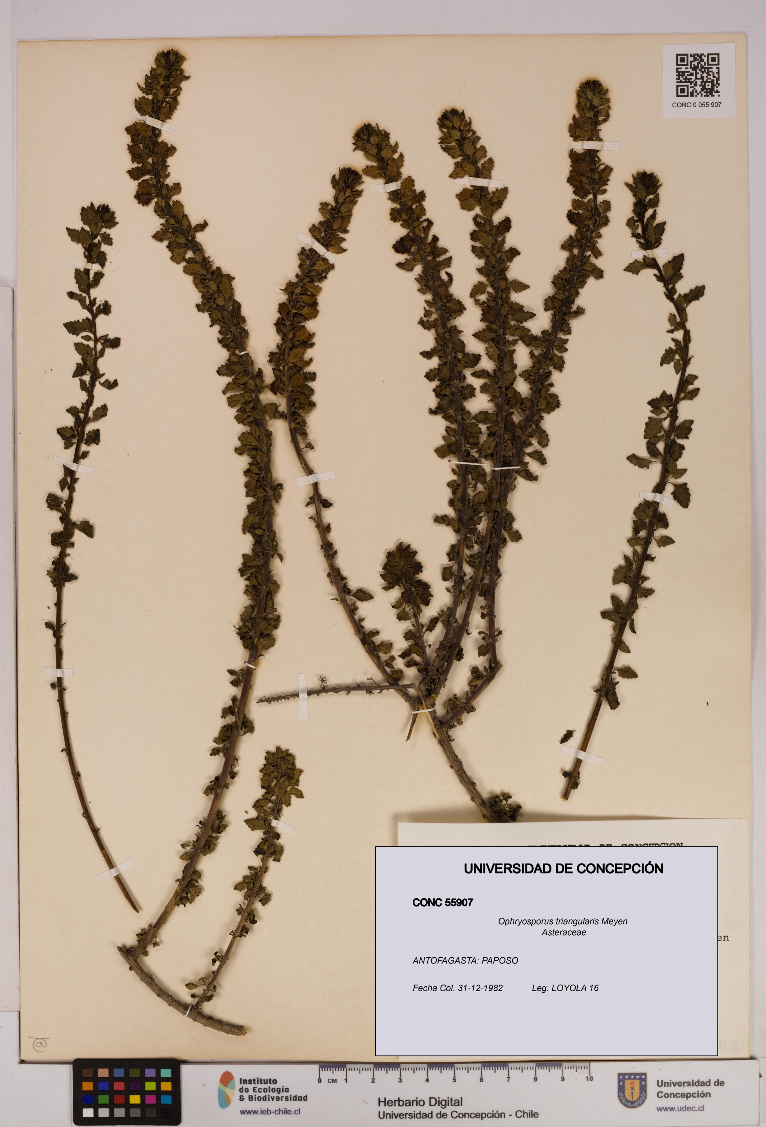 Ophryosporus triangularis [Espécimen: UDEC:CONC:0055907]