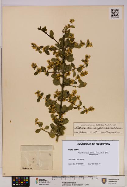 Retanilla trinervia [Espécimen: UDEC:CONC:0055908]