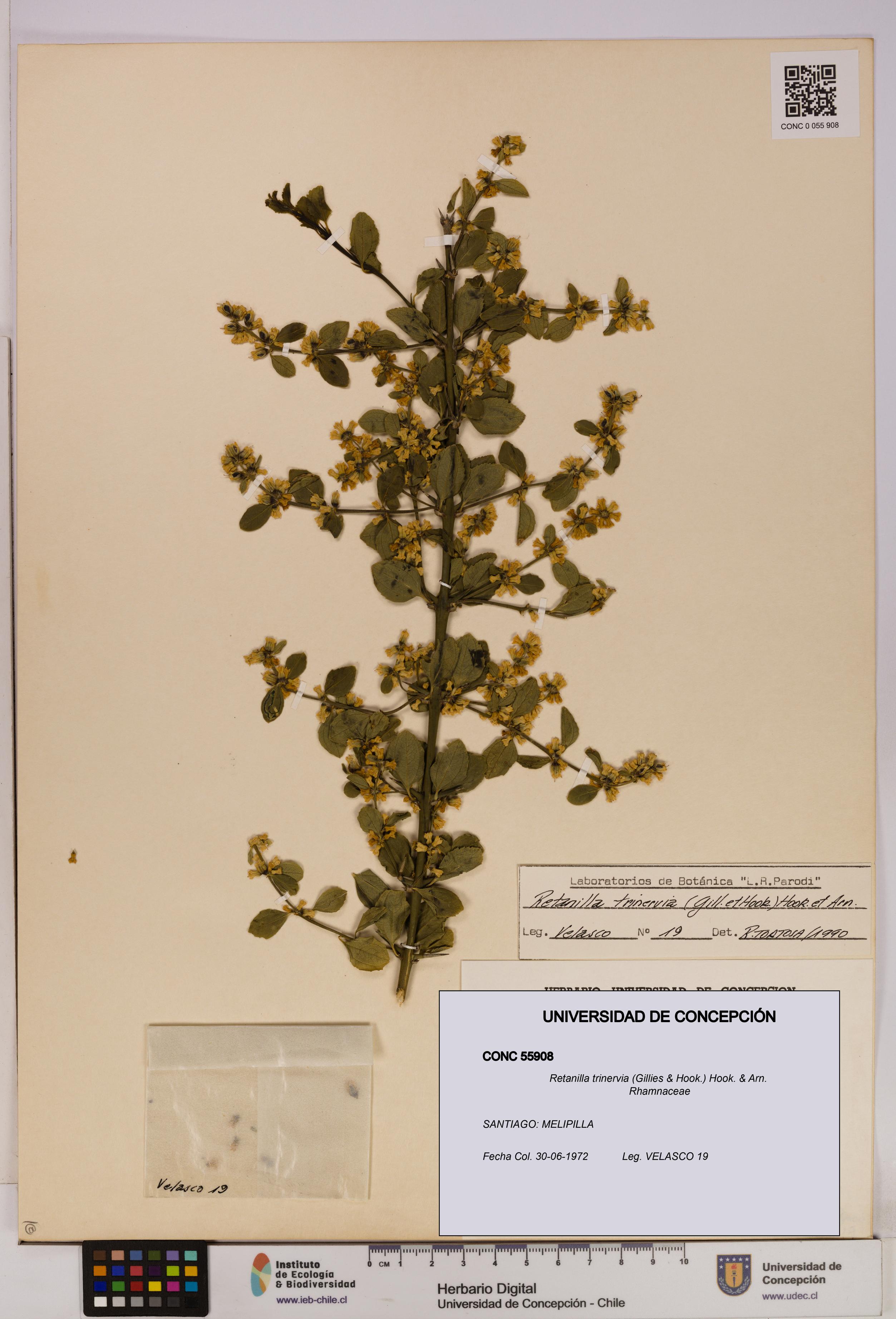 Retanilla trinervia [Espécimen: UDEC:CONC:0055908]