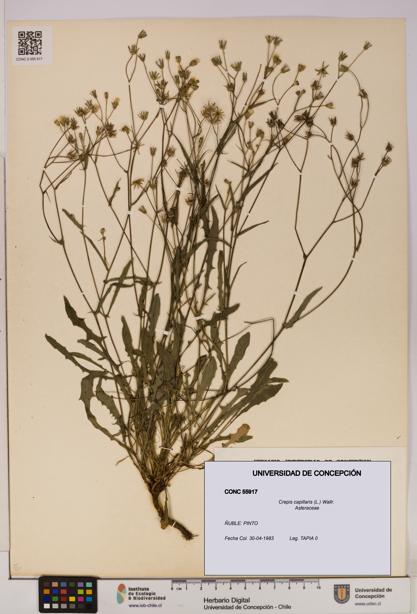 Crepis capillaris [Espécimen: UDEC:CONC:0055917]