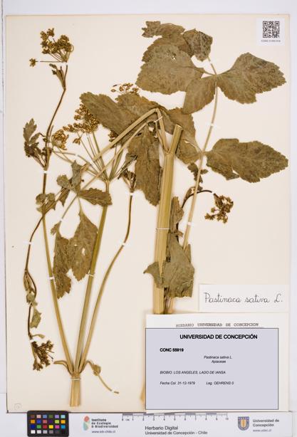 Pastinaca sativa [Espécimen: ]