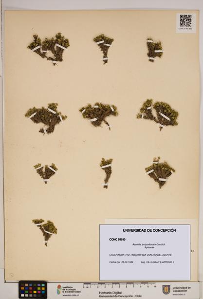 Azorella lycopodioides [Espécimen: ]