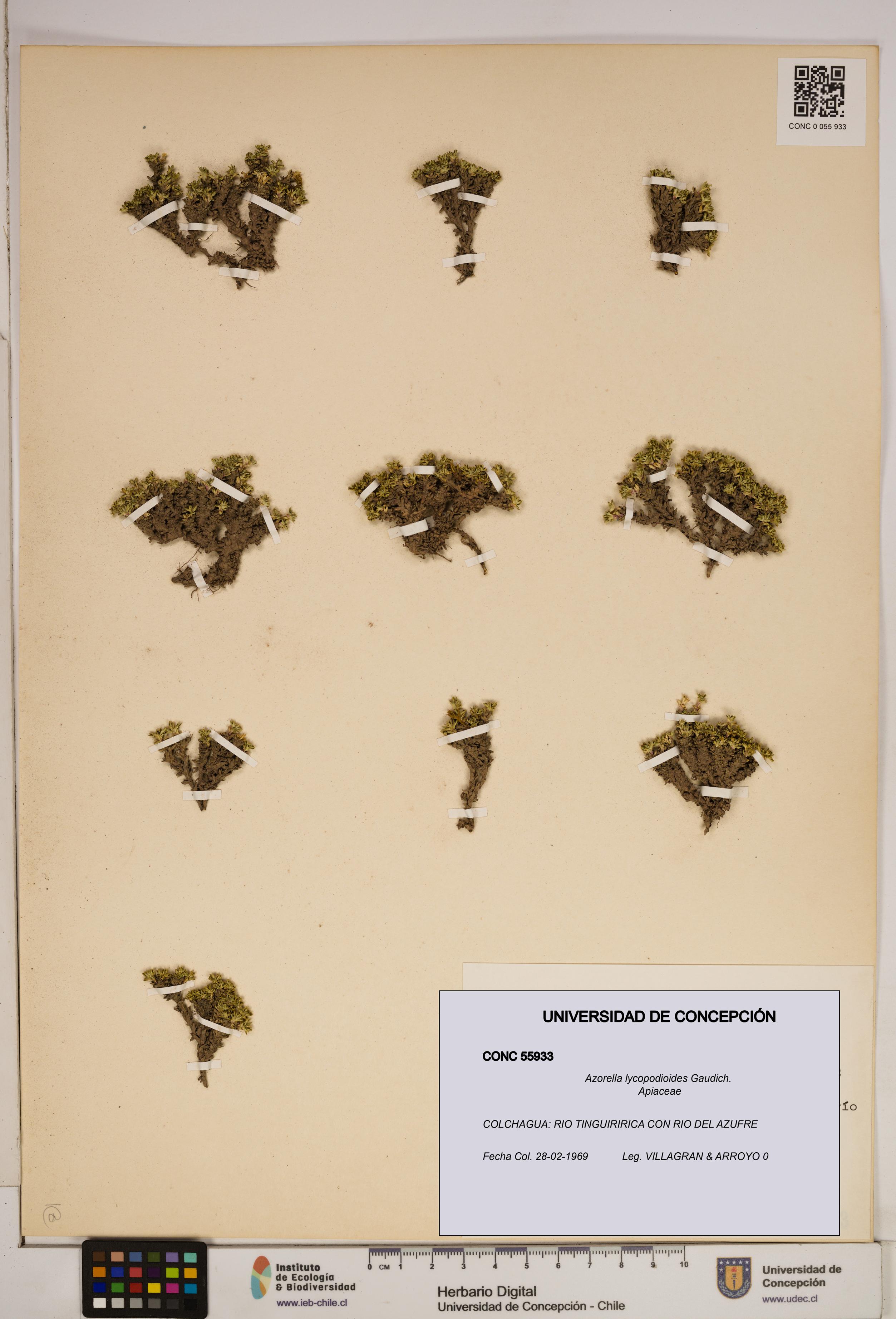 Azorella lycopodioides [Espécimen: ]