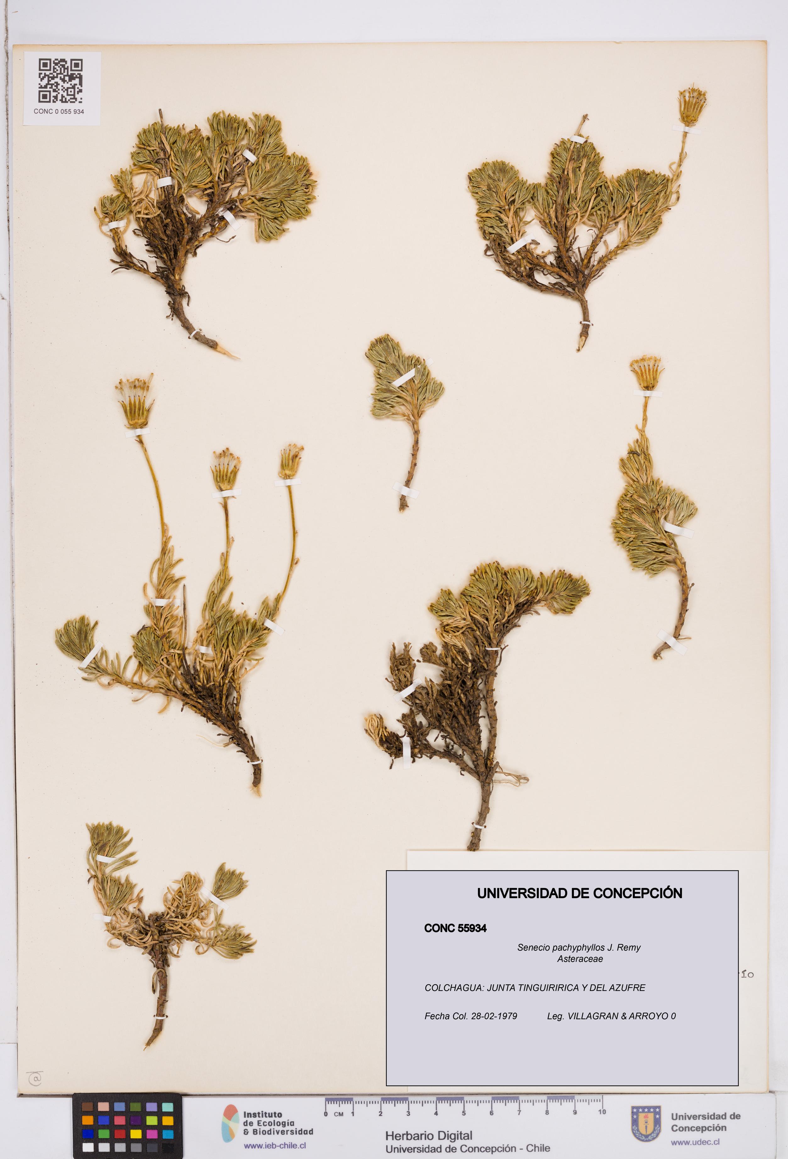 Senecio pachyphyllos [Espécimen: ]