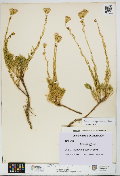 Senecio polygaloides [Espécimen: UDEC:CONC:0055936]