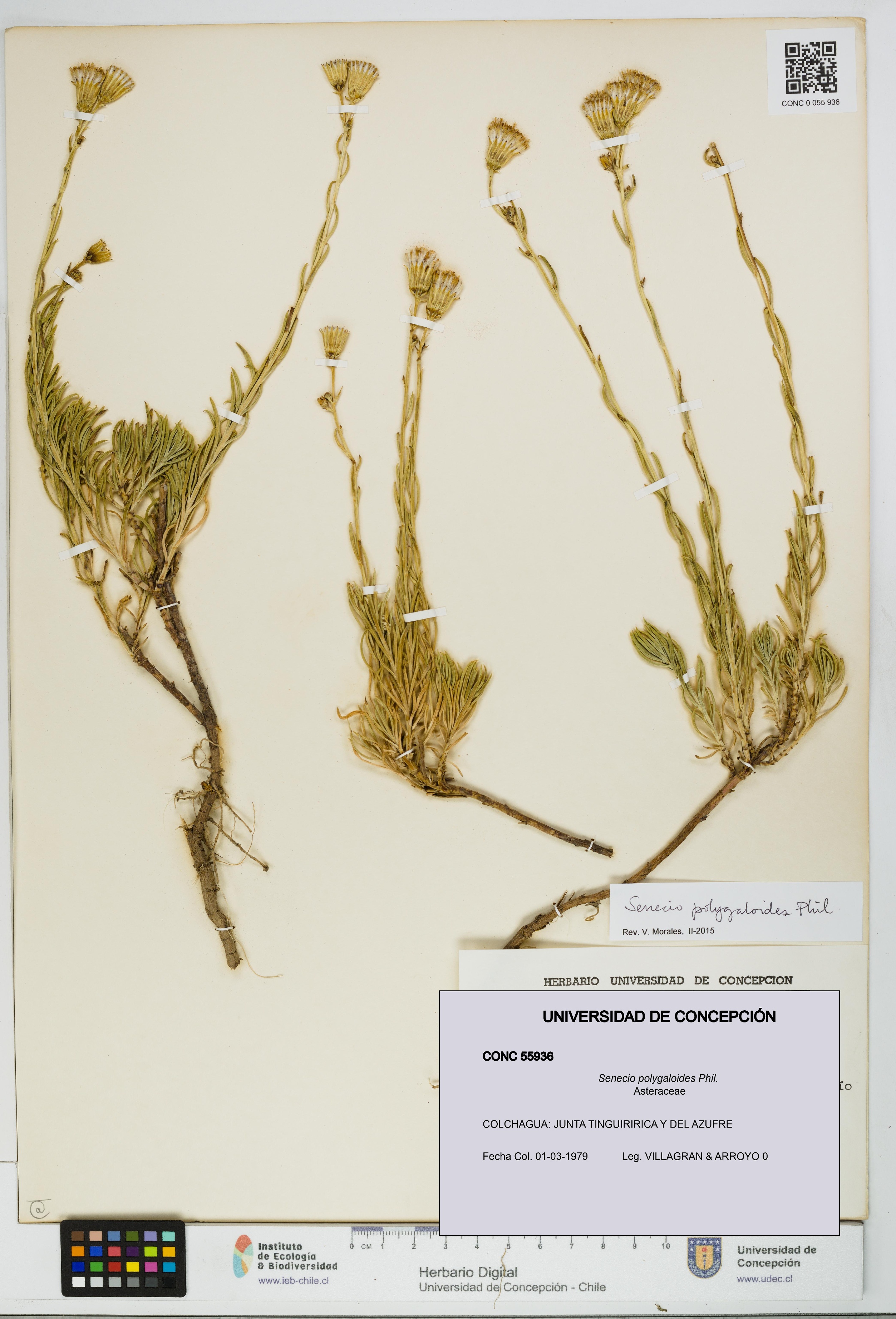 Senecio polygaloides [Espécimen: UDEC:CONC:0055936]