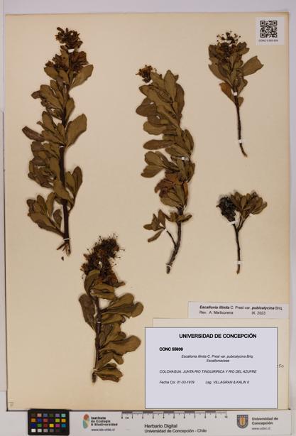 Escallonia illinita [Espécimen: UDEC:CONC:0055939]