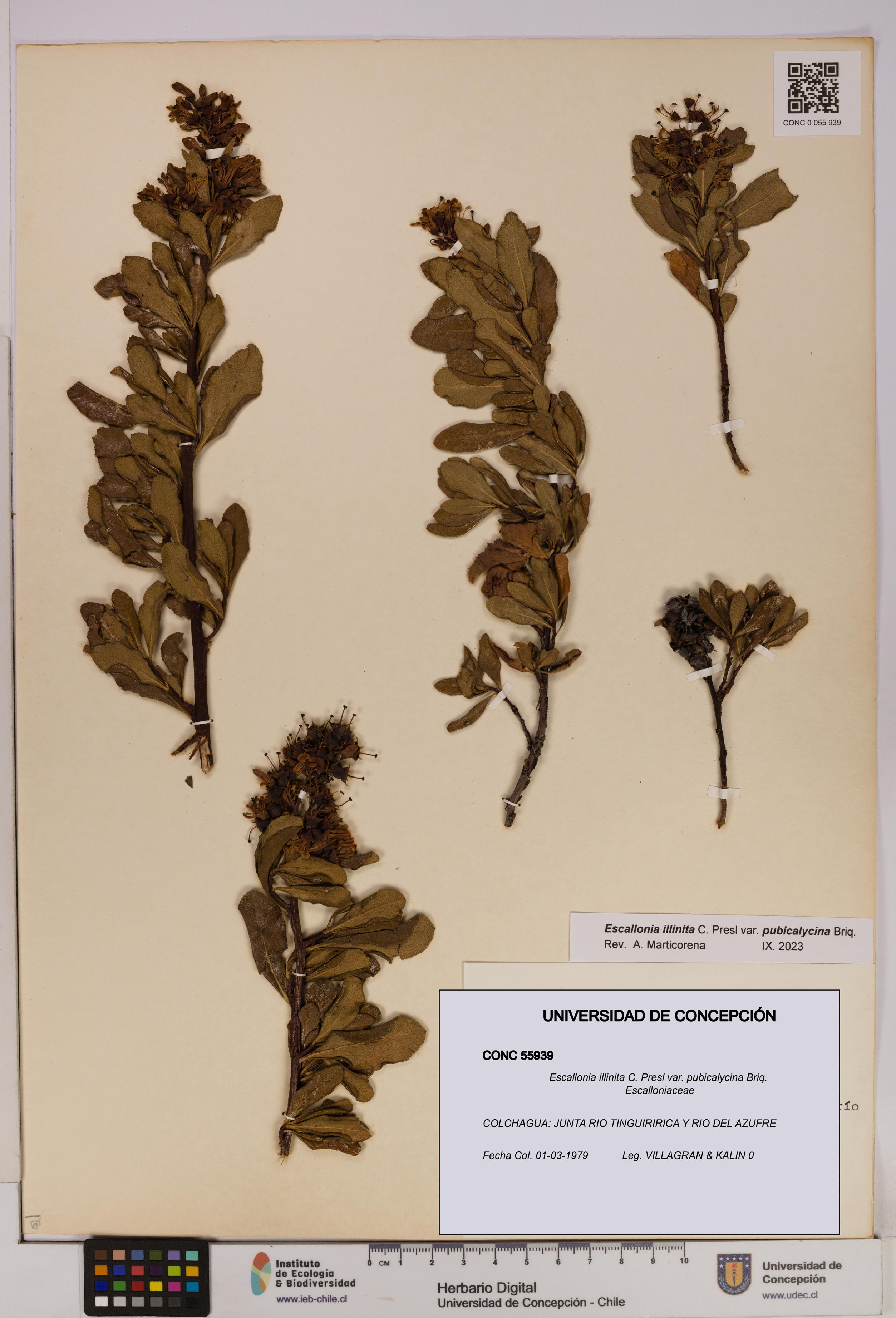 Escallonia illinita [Espécimen: UDEC:CONC:0055939]