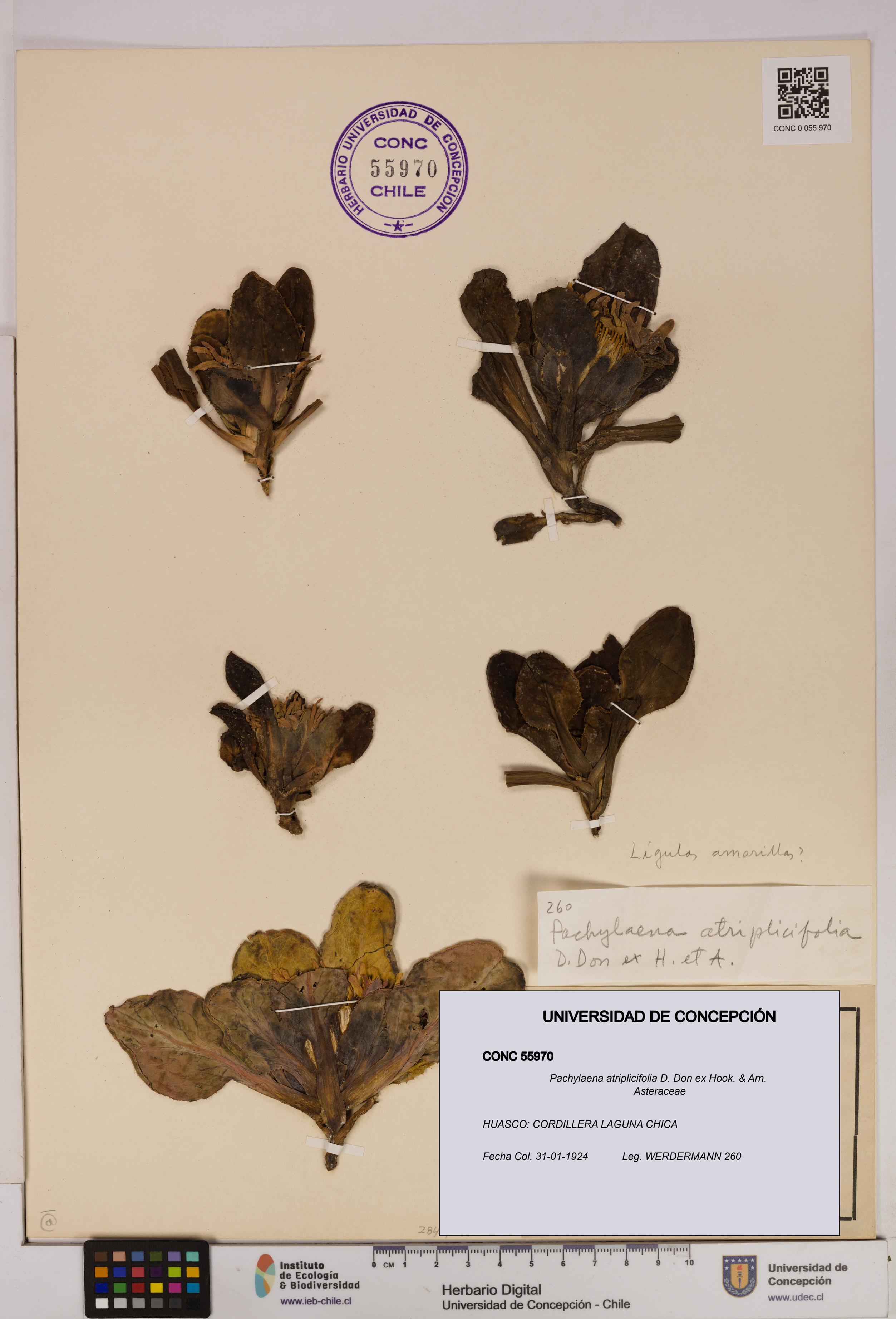 Pachylaena atriplicifolia [Espécimen: ]