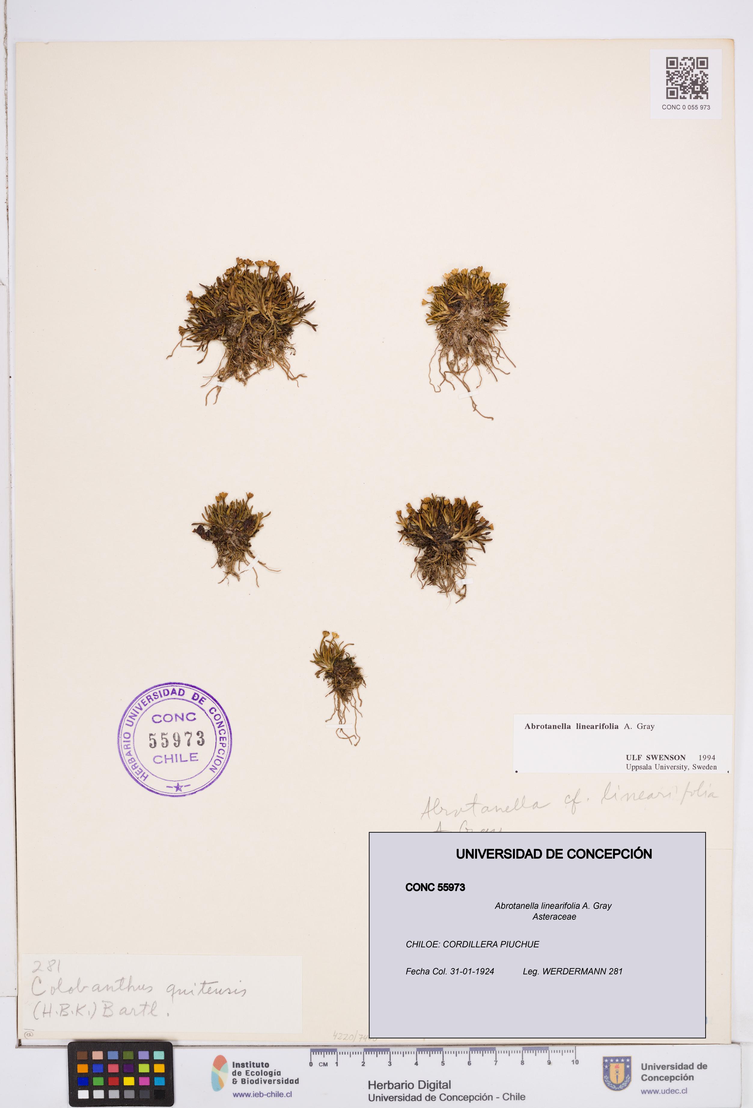 Abrotanella linearifolia [Espécimen: ]