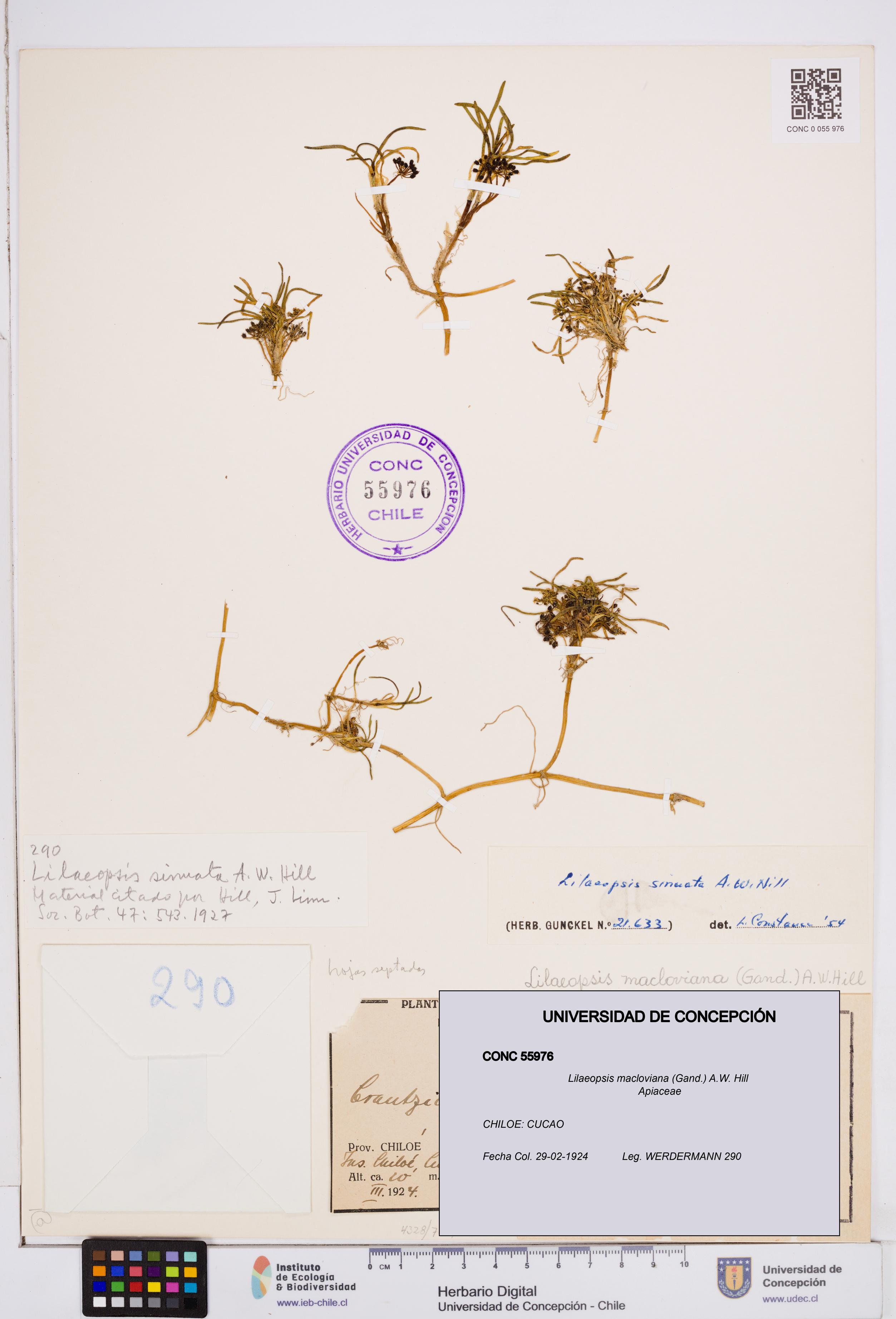 Lilaeopsis macloviana [Espécimen: ]
