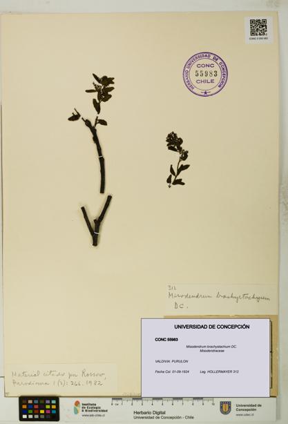 Misodendrum brachystachium [Espécimen: UDEC:CONC:0055983]
