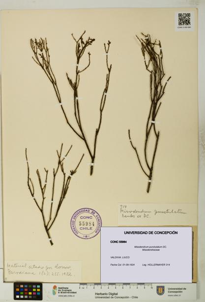 Misodendrum punctulatum [Espécimen: UDEC:CONC:0055984]
