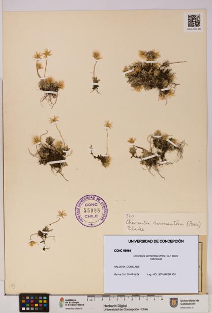 Chevreulia sarmentosa [Espécimen: UDEC:CONC:0055988]