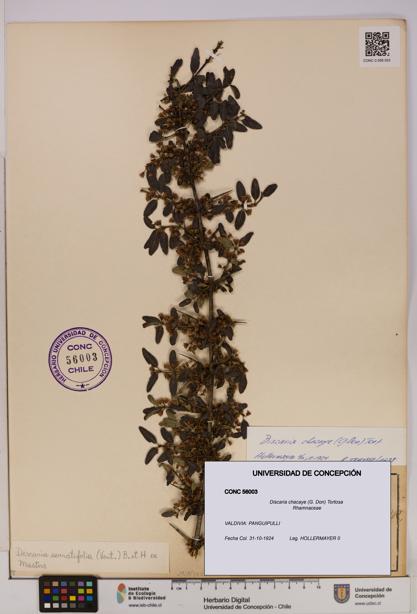 Discaria chacaye [Espécimen: UDEC:CONC:0056003]