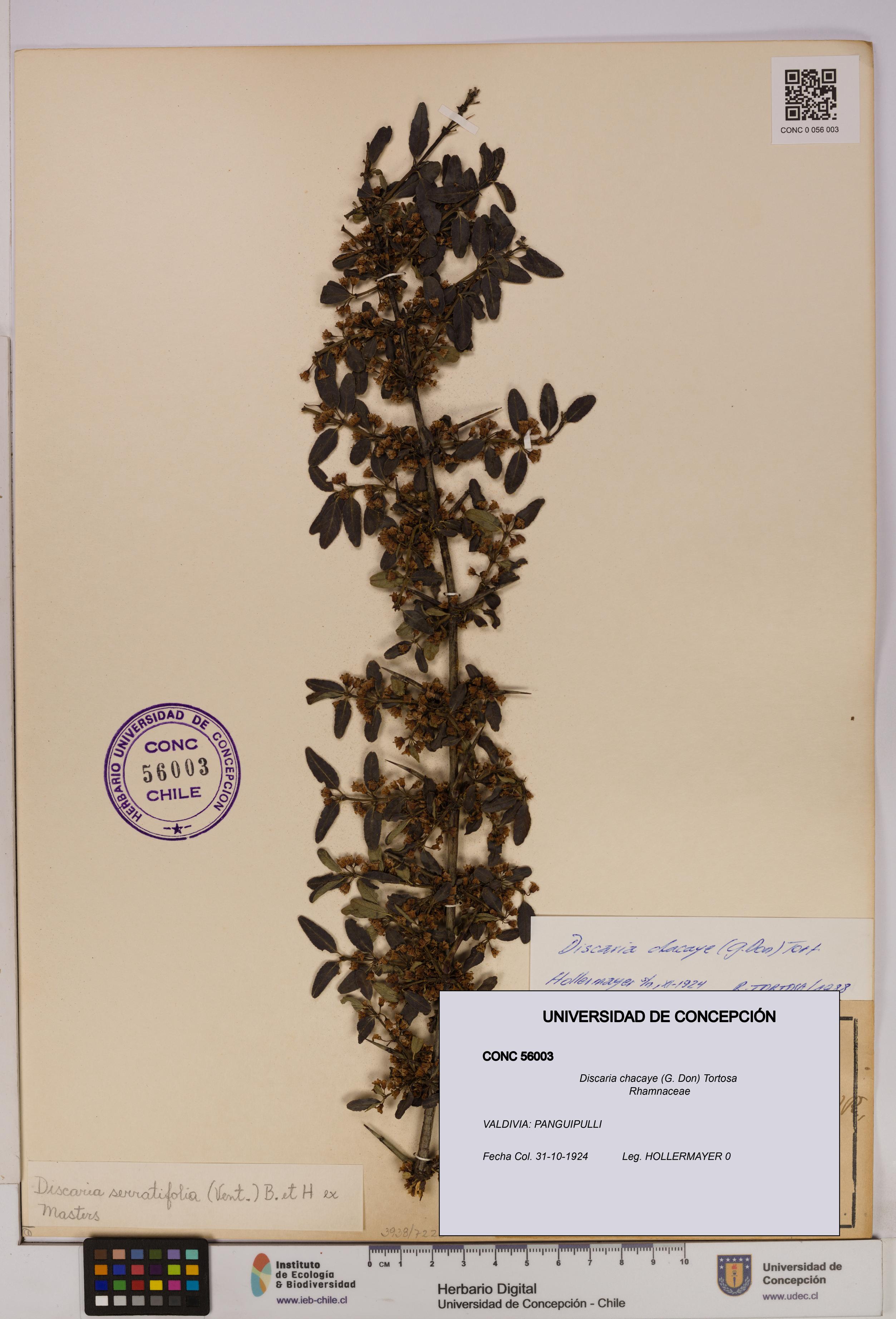 Discaria chacaye [Espécimen: UDEC:CONC:0056003]