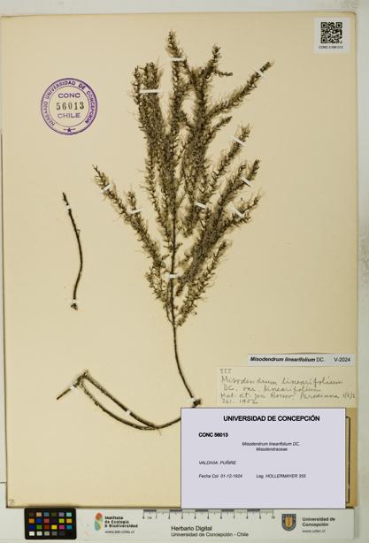 Misodendrum linearifolium [Espécimen: UDEC:CONC:0056013]