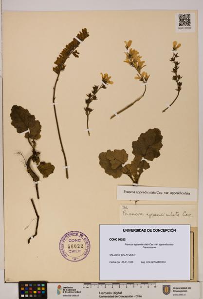 Francoa appendiculata [Espécimen: ]