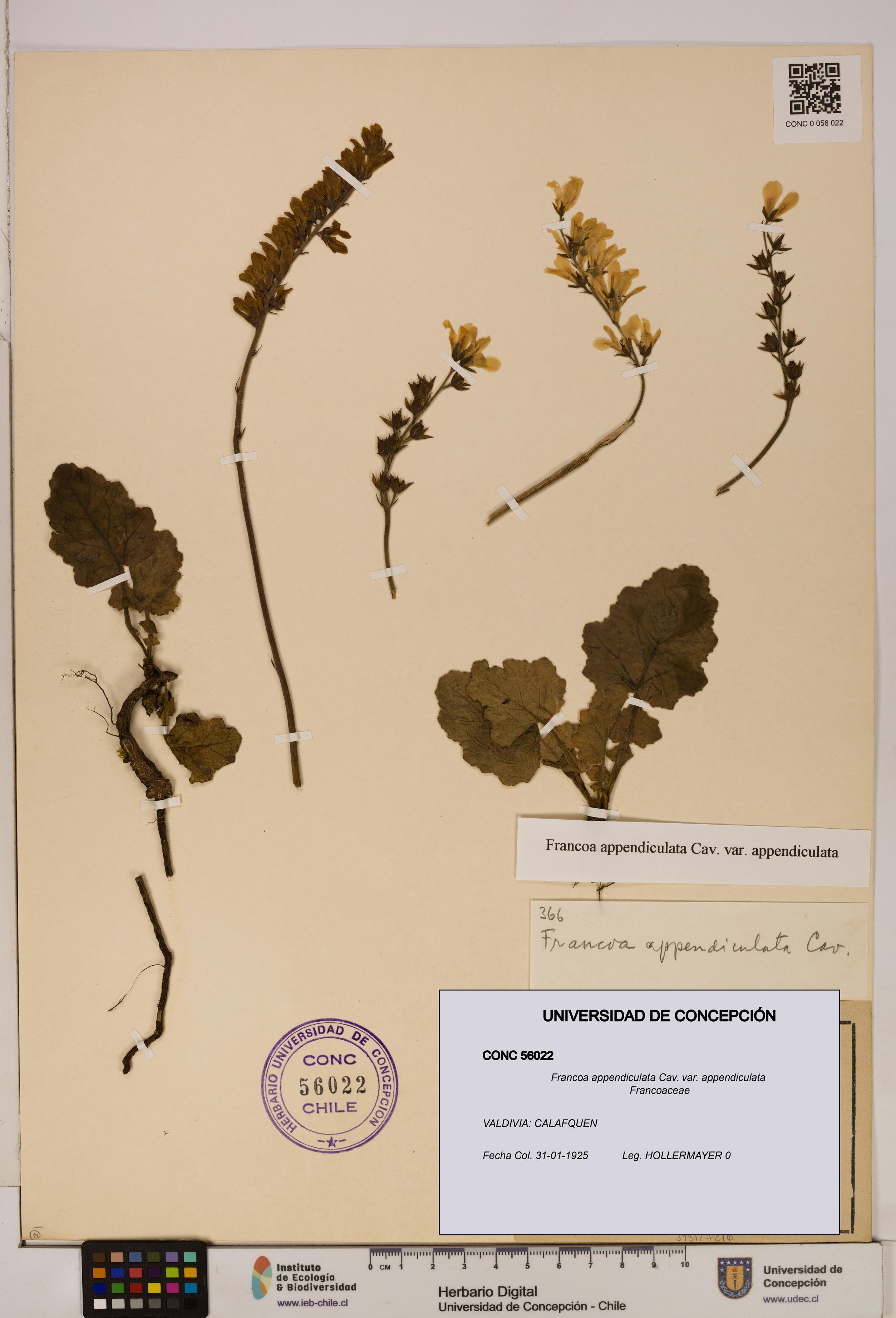 Francoa appendiculata [Espécimen: ]