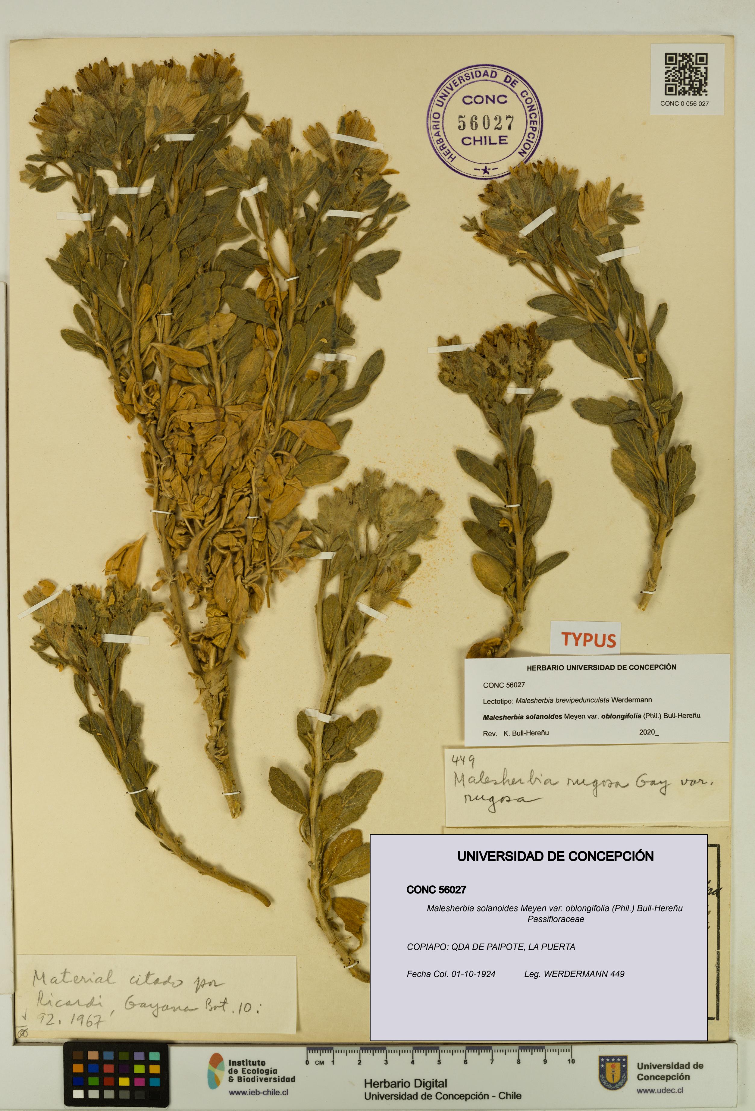 Malesherbia solanoides var. oblongifolia [Espécimen: UDEC:CONC:0056027]