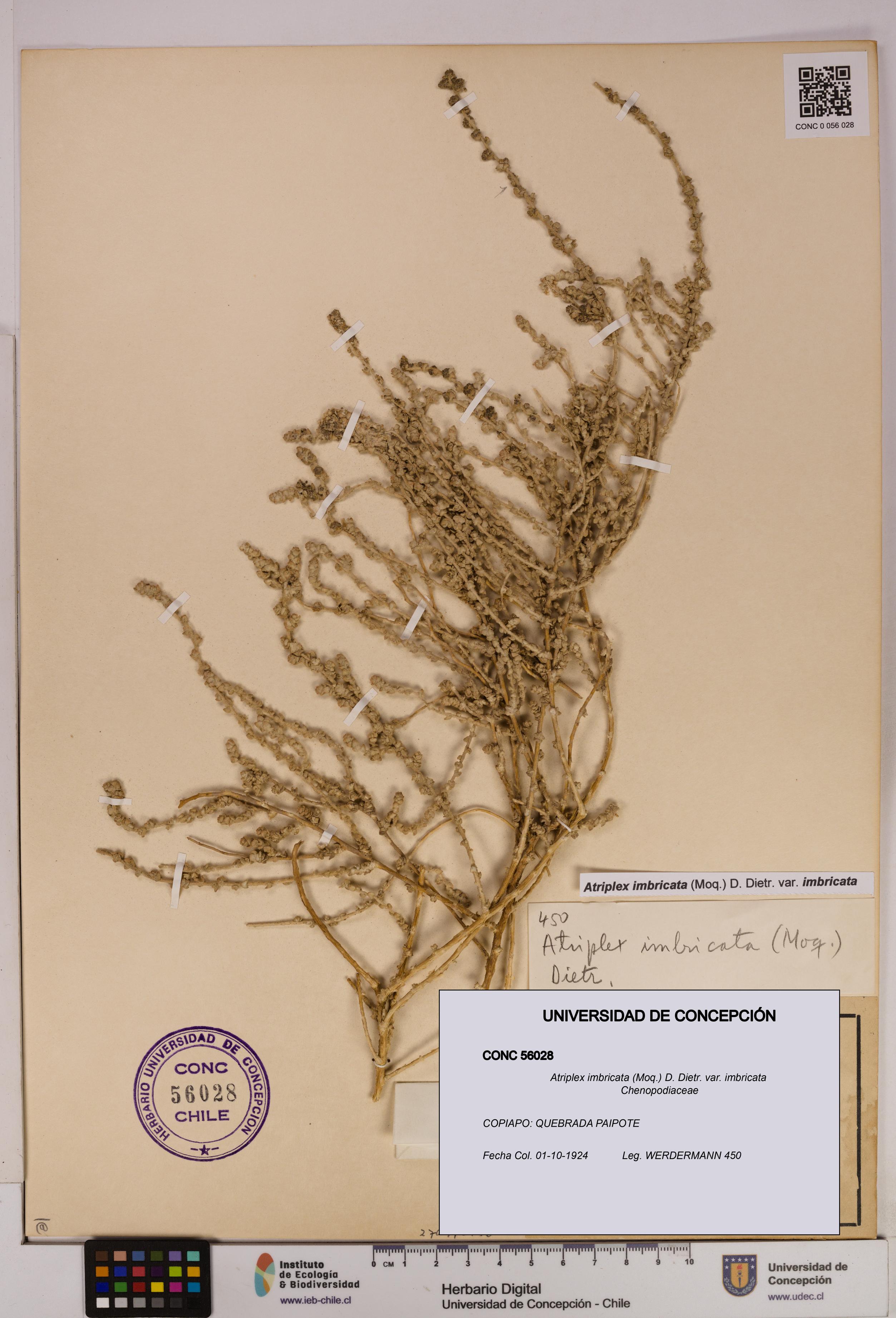 Atriplex imbricata [Espécimen: UDEC:CONC:0056028]