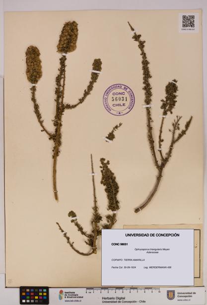 Ophryosporus triangularis [Espécimen: UDEC:CONC:0056031]