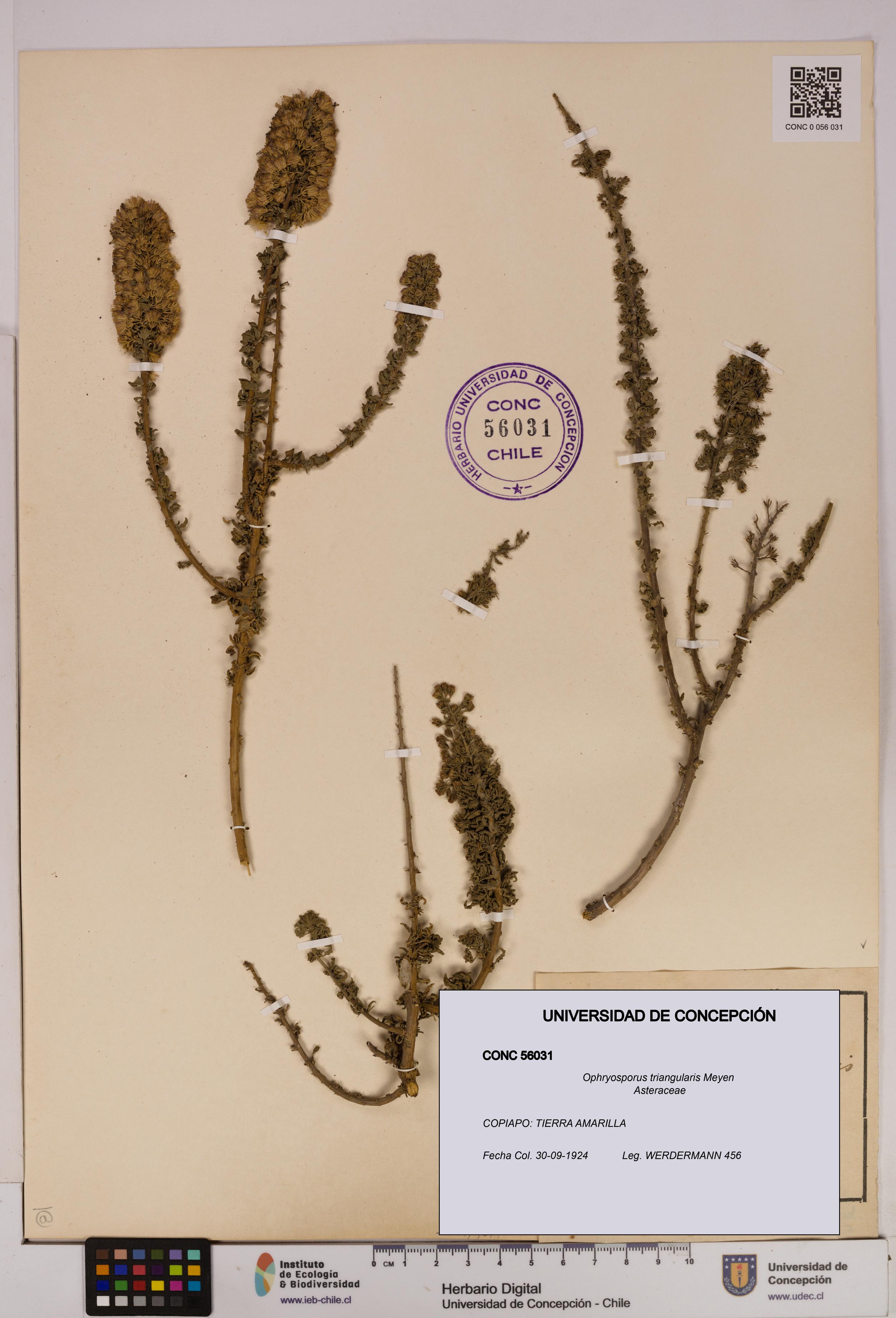 Ophryosporus triangularis [Espécimen: UDEC:CONC:0056031]