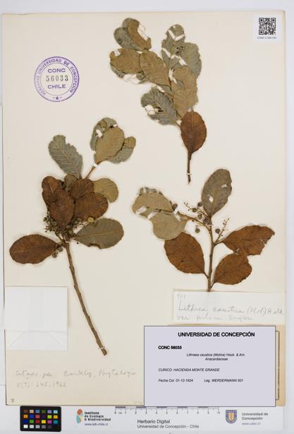 Lithraea caustica [Espécimen: UDEC:CONC:0056033]