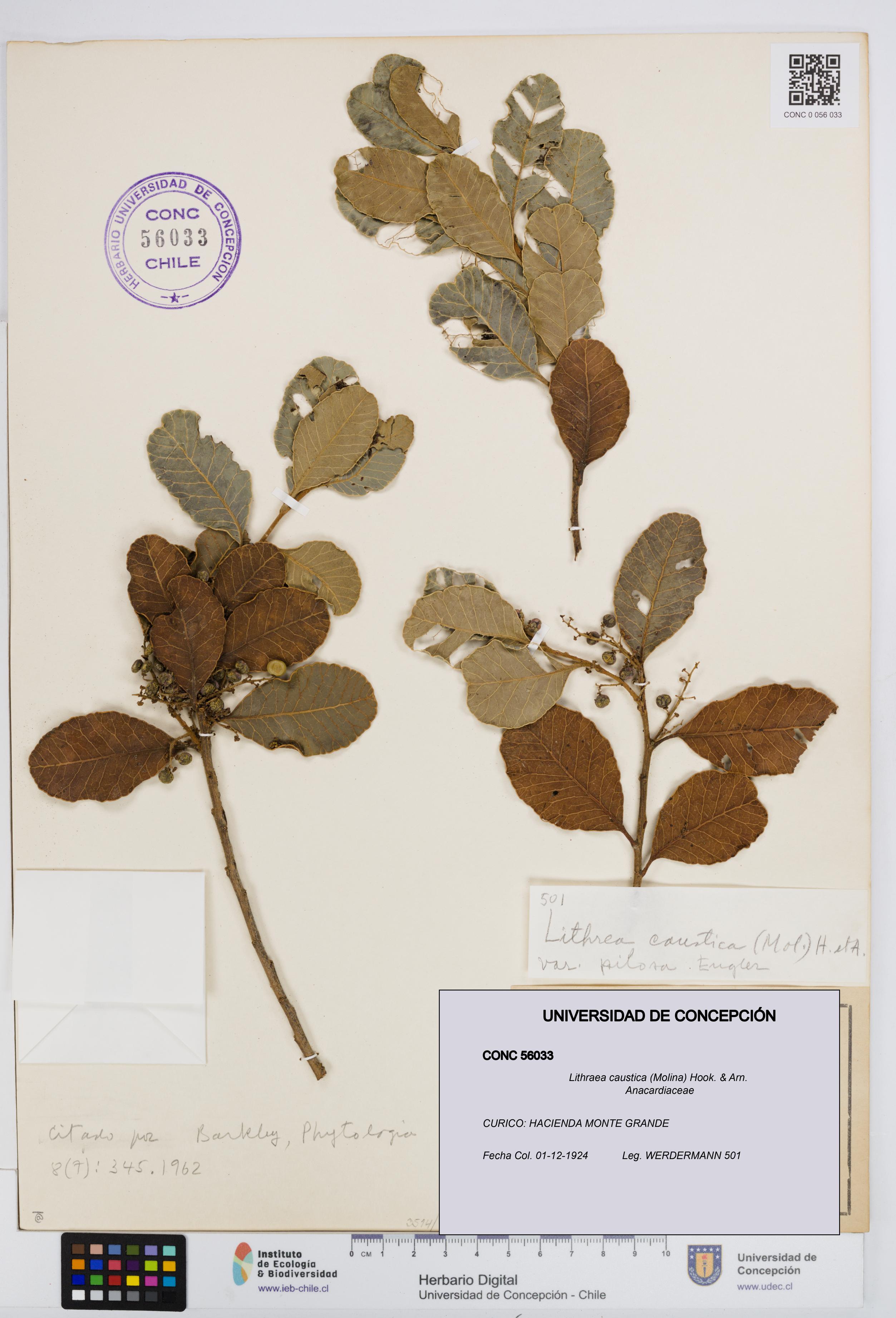 Lithraea caustica [Espécimen: UDEC:CONC:0056033]