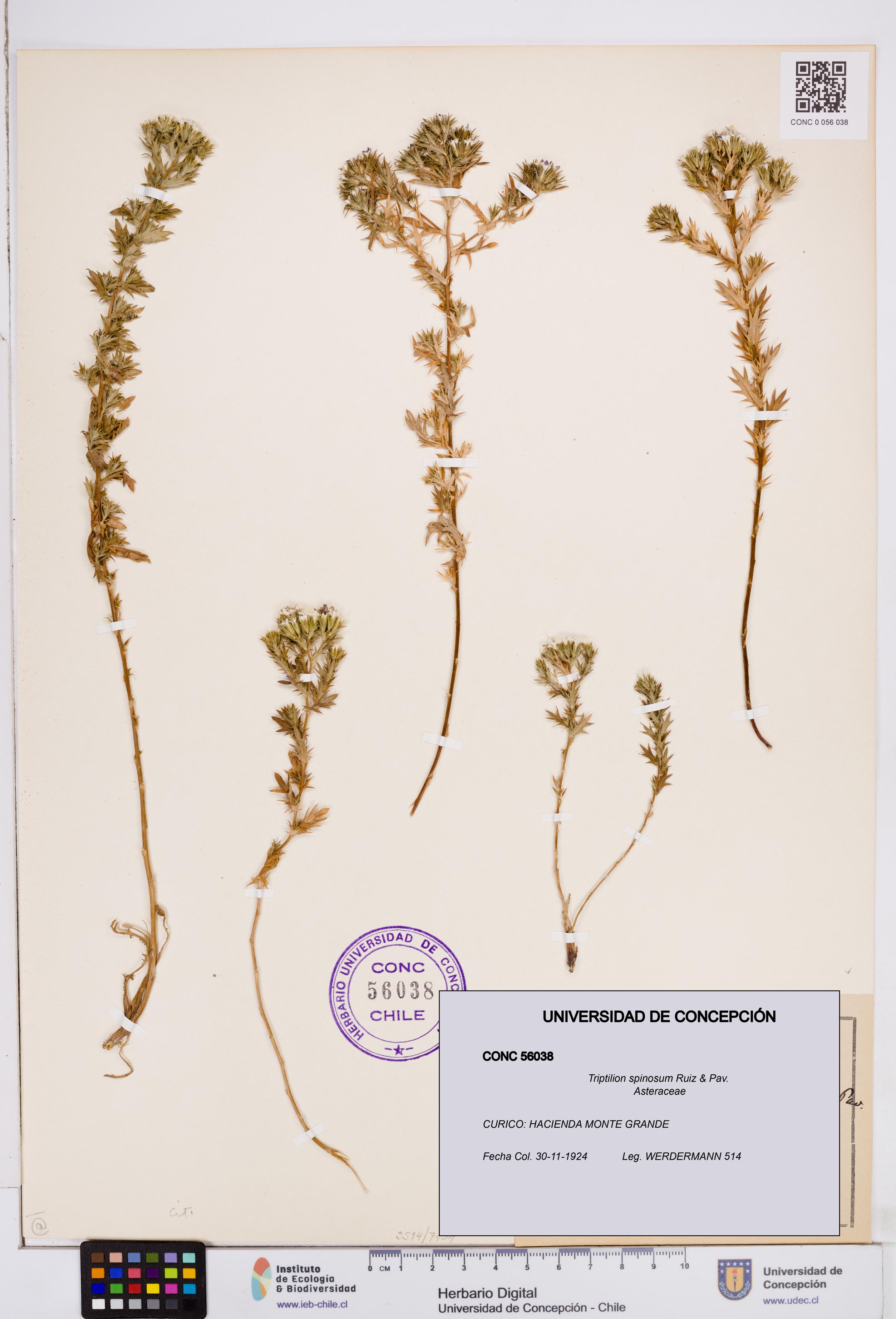 Triptilion spinosum [Espécimen: ]