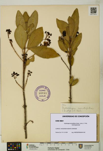 Hydrangea serratifolia [Espécimen: UDEC:CONC:0056041]
