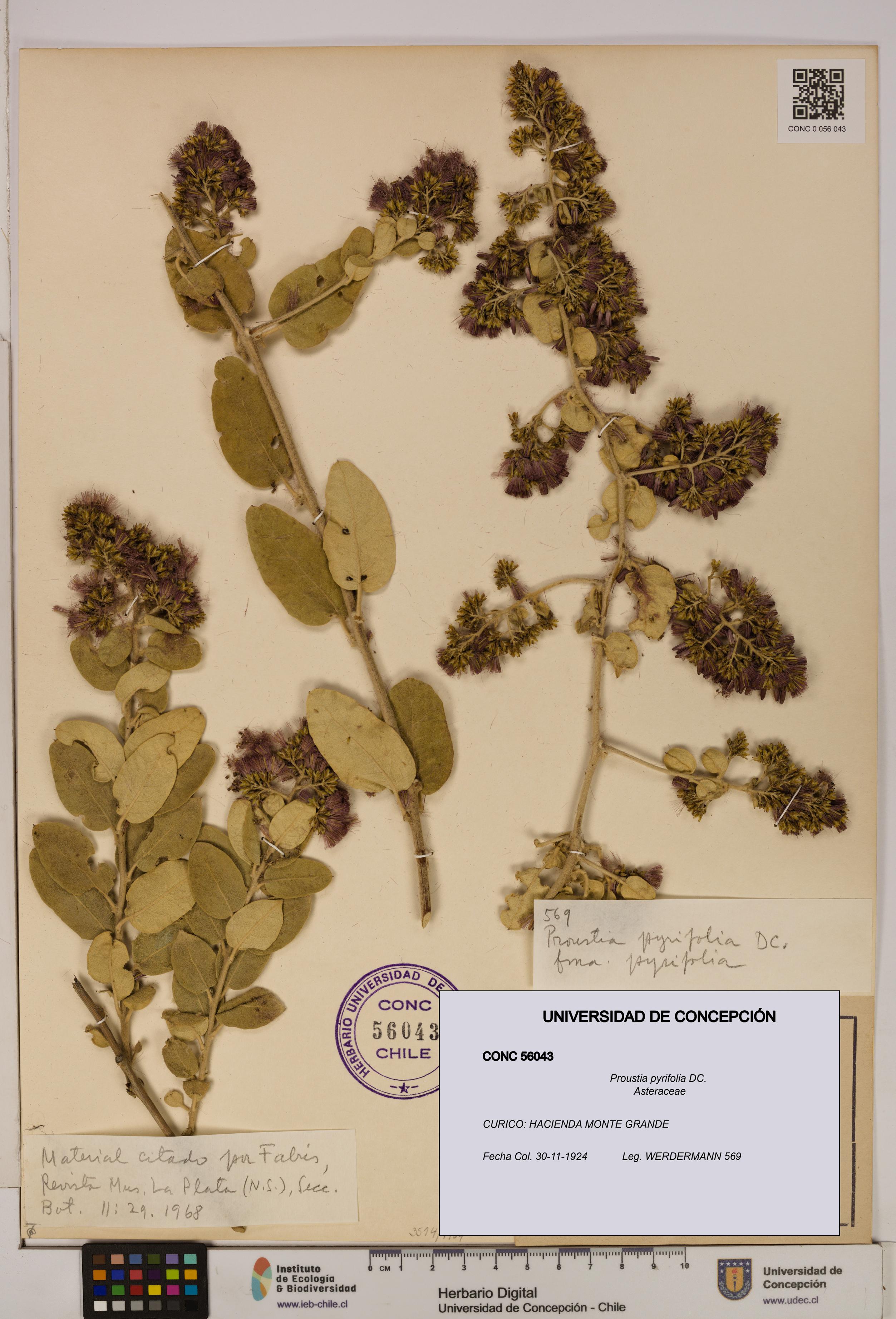 Proustia pyrifolia [Espécimen: UDEC:CONC:0056043]