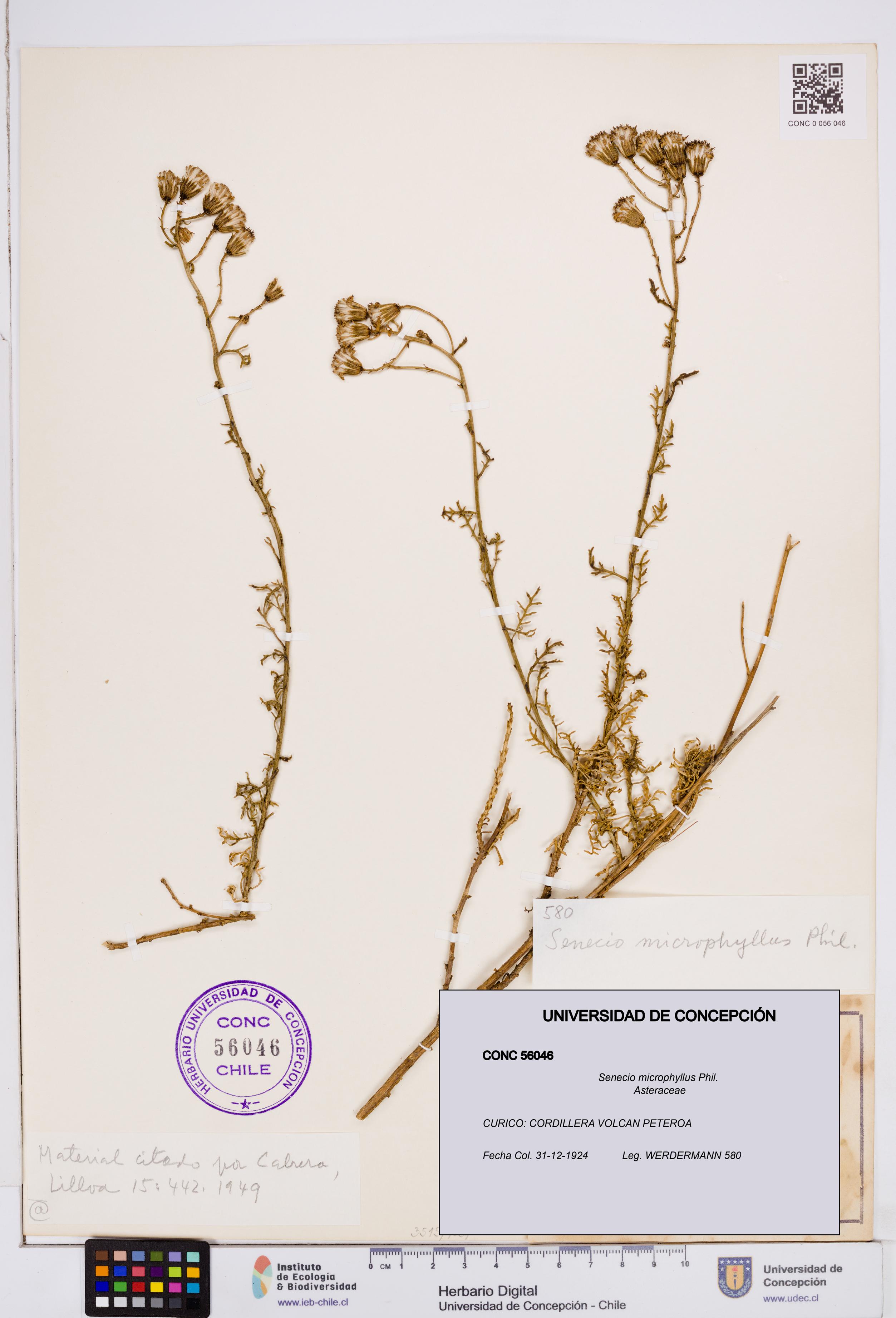 Senecio microphyllus [Espécimen: ]