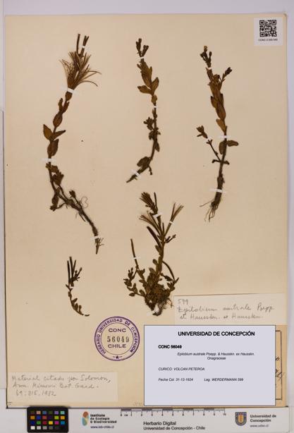 Epilobium australe [Espécimen: UDEC:CONC:0056049]