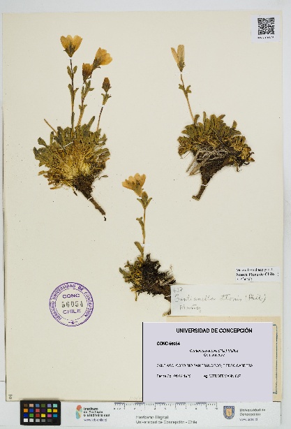 Gentianella ottonis [Espécimen: UDEC:CONC:0056054]