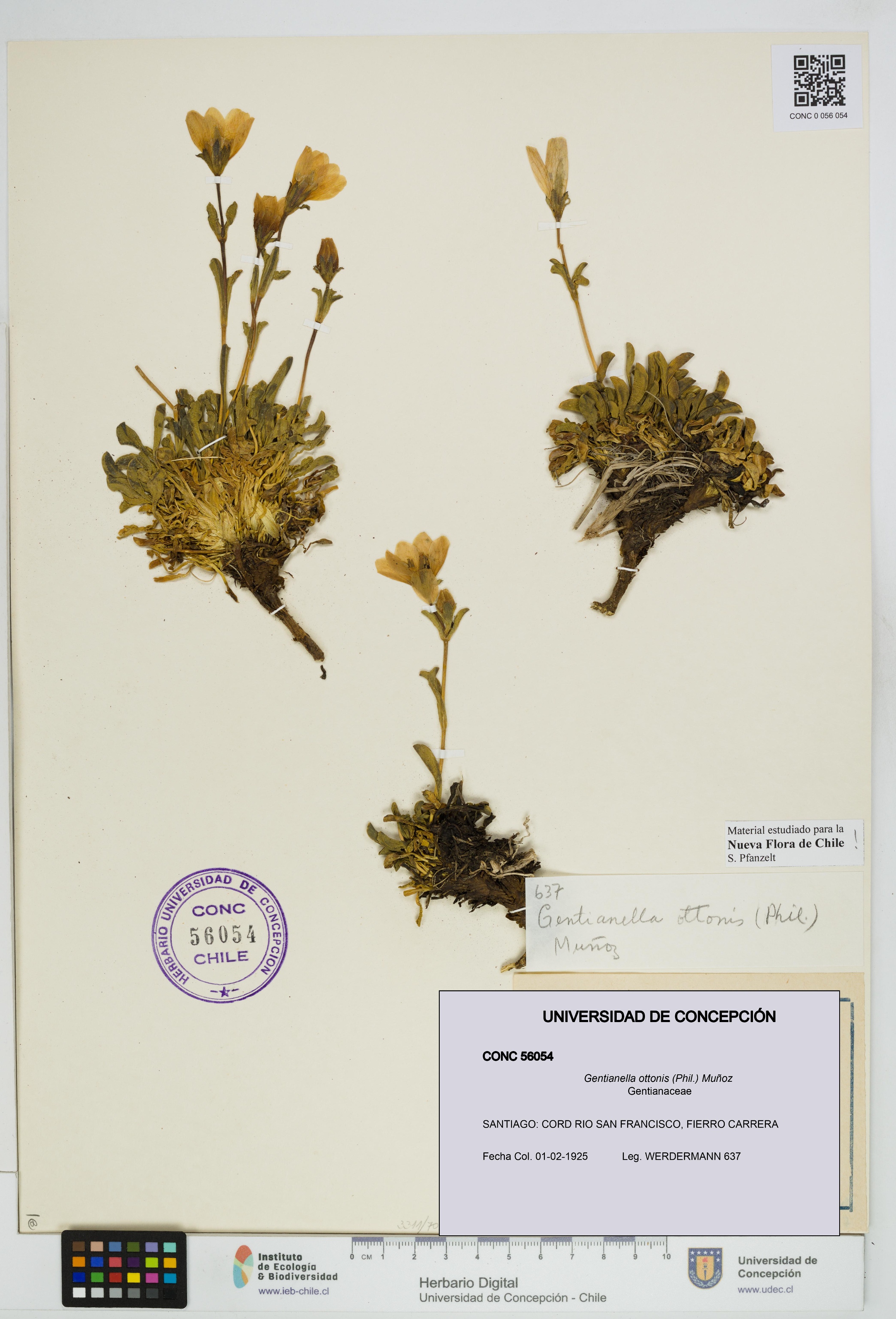 Gentianella ottonis [Espécimen: UDEC:CONC:0056054]