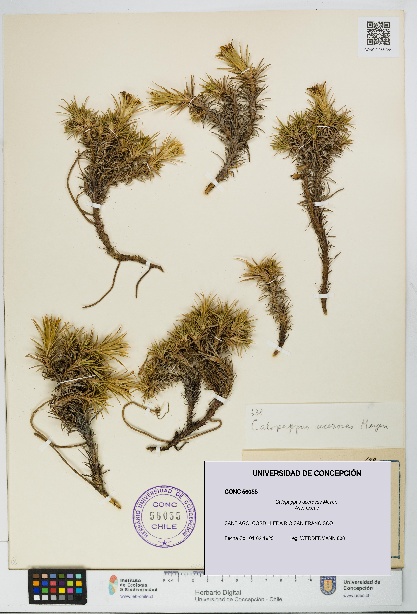 Calopappus acerosus [Espécimen: ]