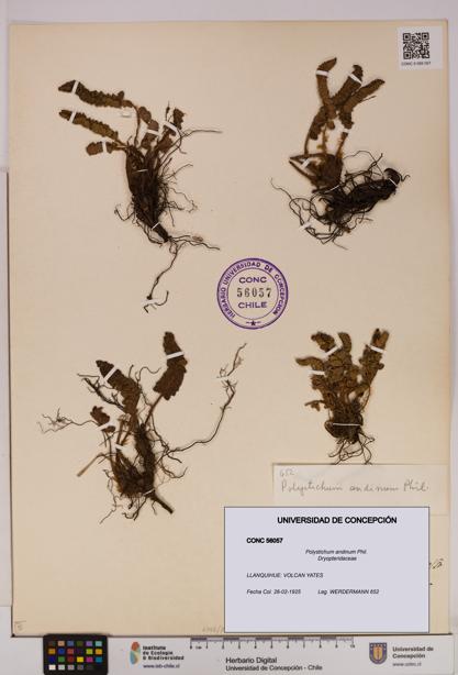Polystichum andinum [Espécimen: UDEC:CONC:0056057]